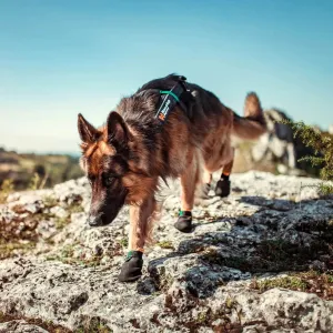 Protector bootie dog booties