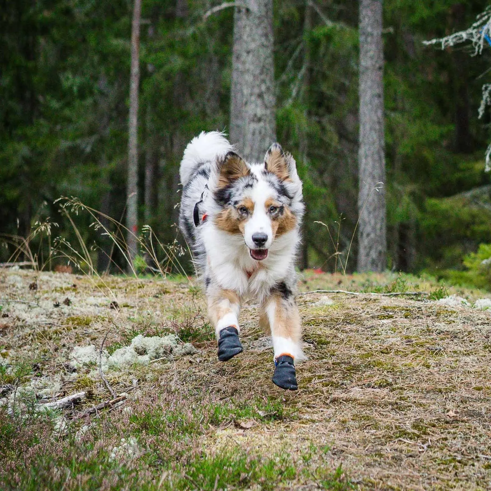 Protector bootie dog booties